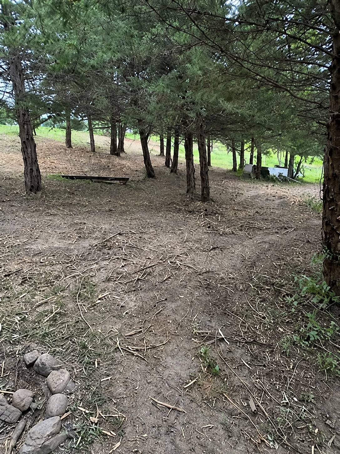 Cleared woodland project with selected trees preserved